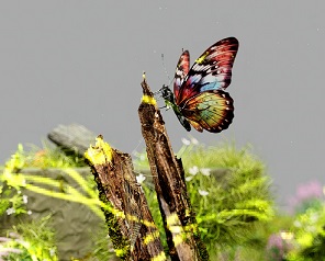 Biodiversità